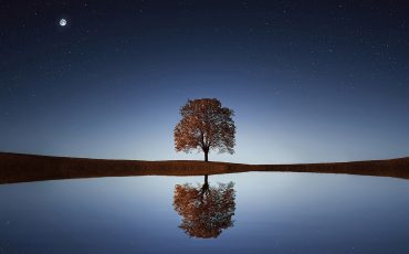 albero
